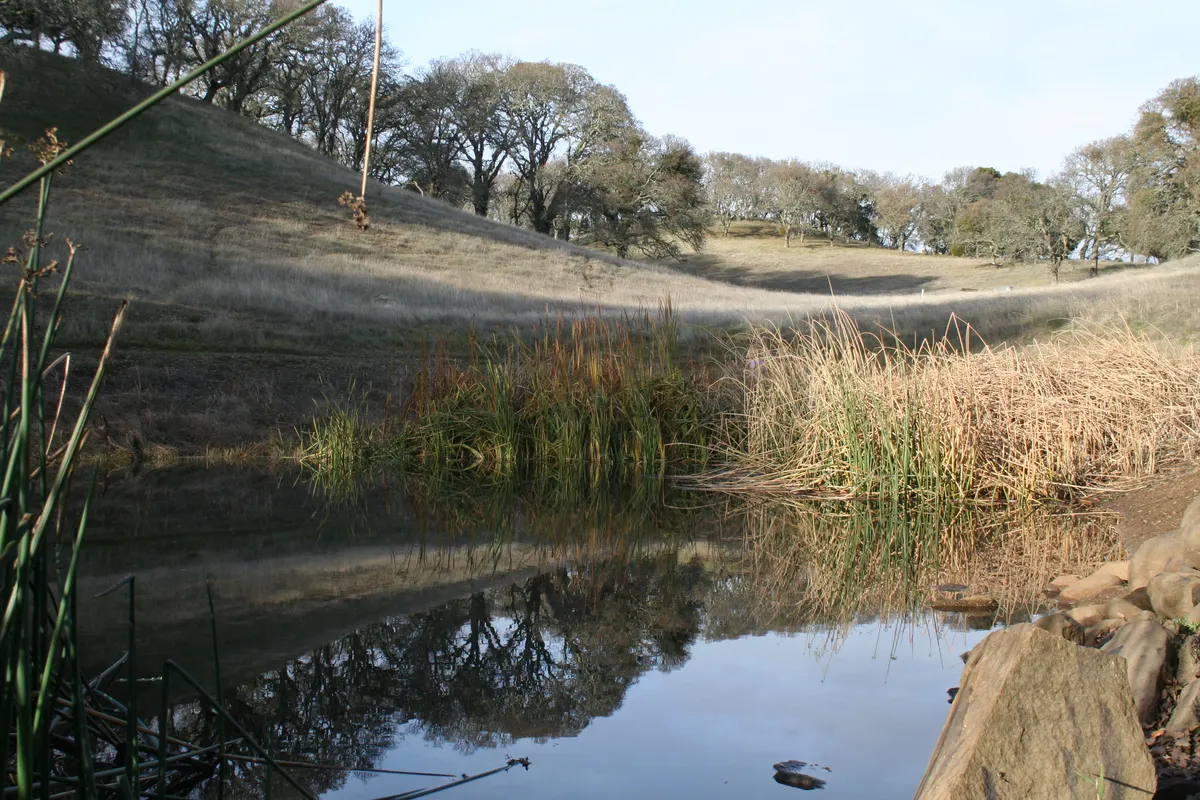 Playground and open picnic area at Augustin Bernal Park — Pleasanton, CA