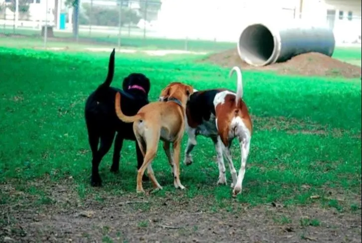 Barky Park — Seguin, TX