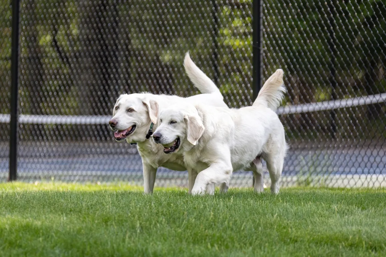 Dogs playing off-leash at a dog park near Lakeway, TX