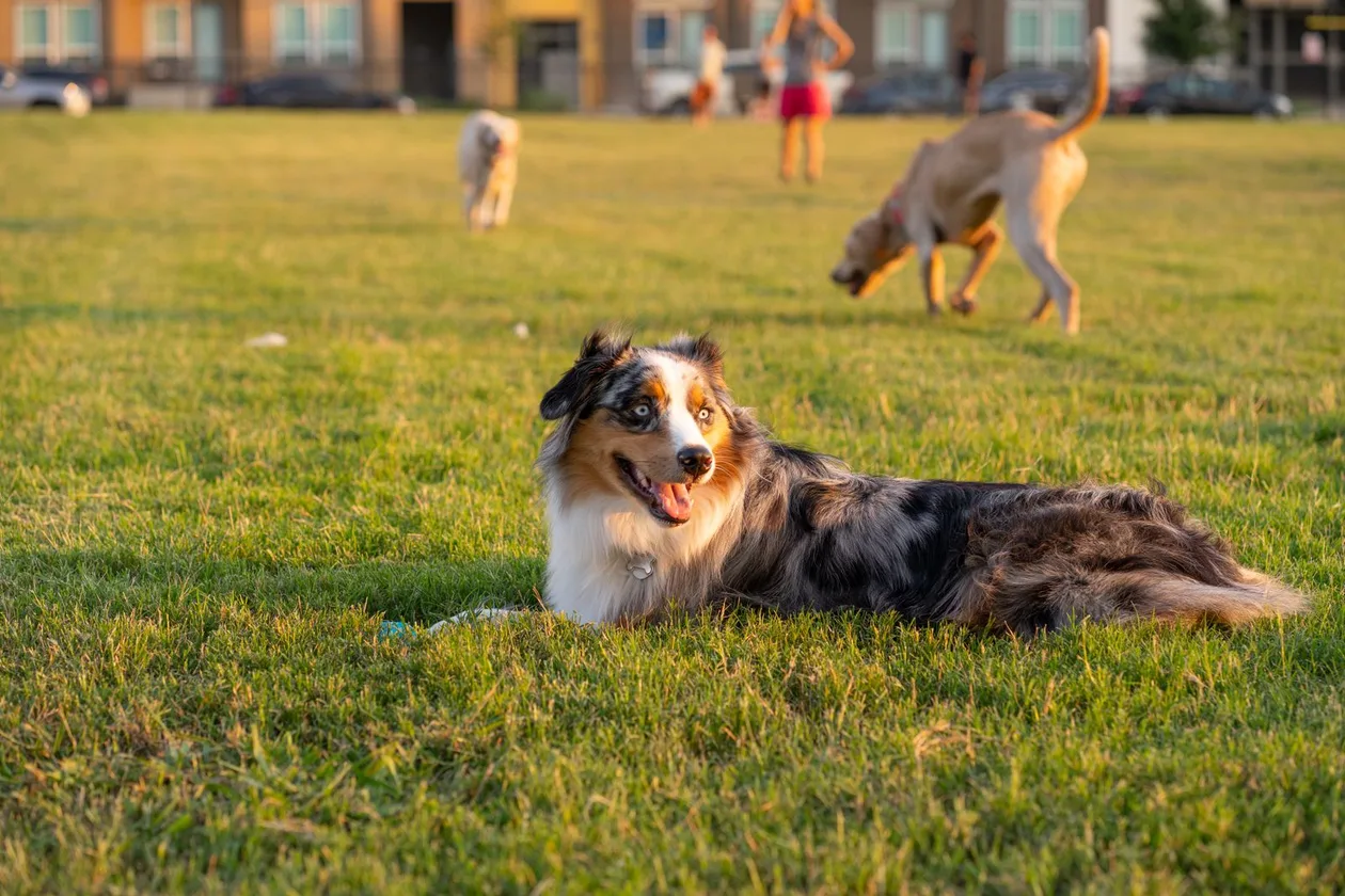 Dogs playing off-leash at a dog park near Mesquite, TX