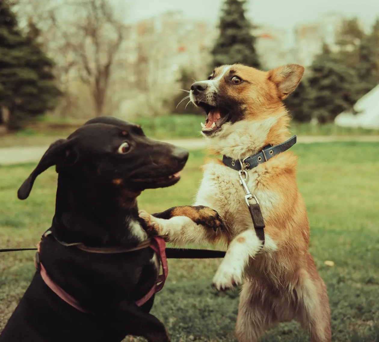 Dogs playing off-leash at a dog park near San Marcos, TX