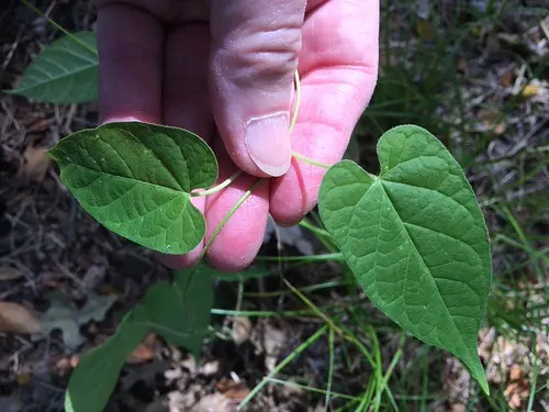 Elmer W. Oliver Nature Park — Mansfield, TX
