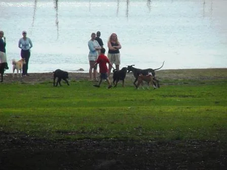 Lake Baldwin Park Dog Area in Winter Park, FL