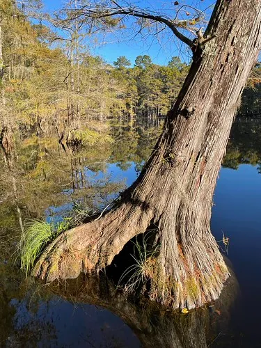 Playground and forest trails at Lake Houston Wilderness Park — New Caney, TX