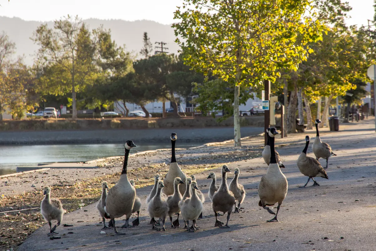 Playground and green space at Los Gatos Creek County Park — Campbell, CA