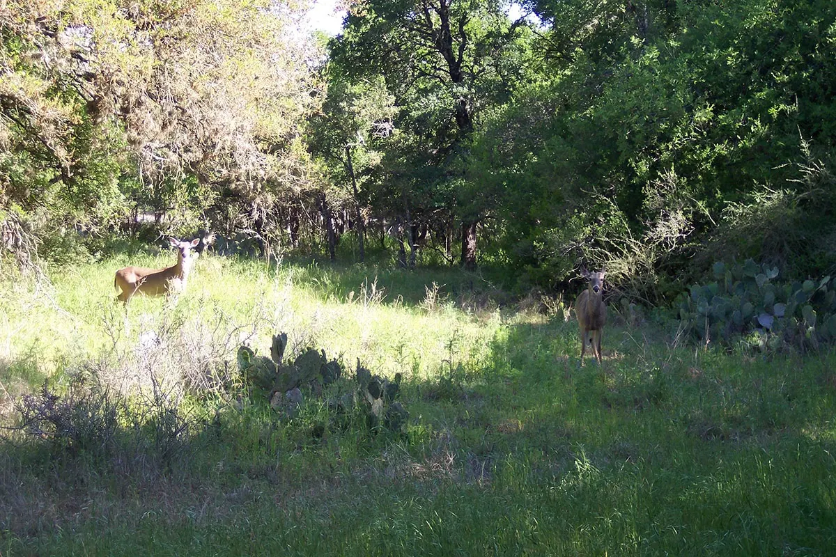 McAllister Park Dog Park — San Antonio, TX