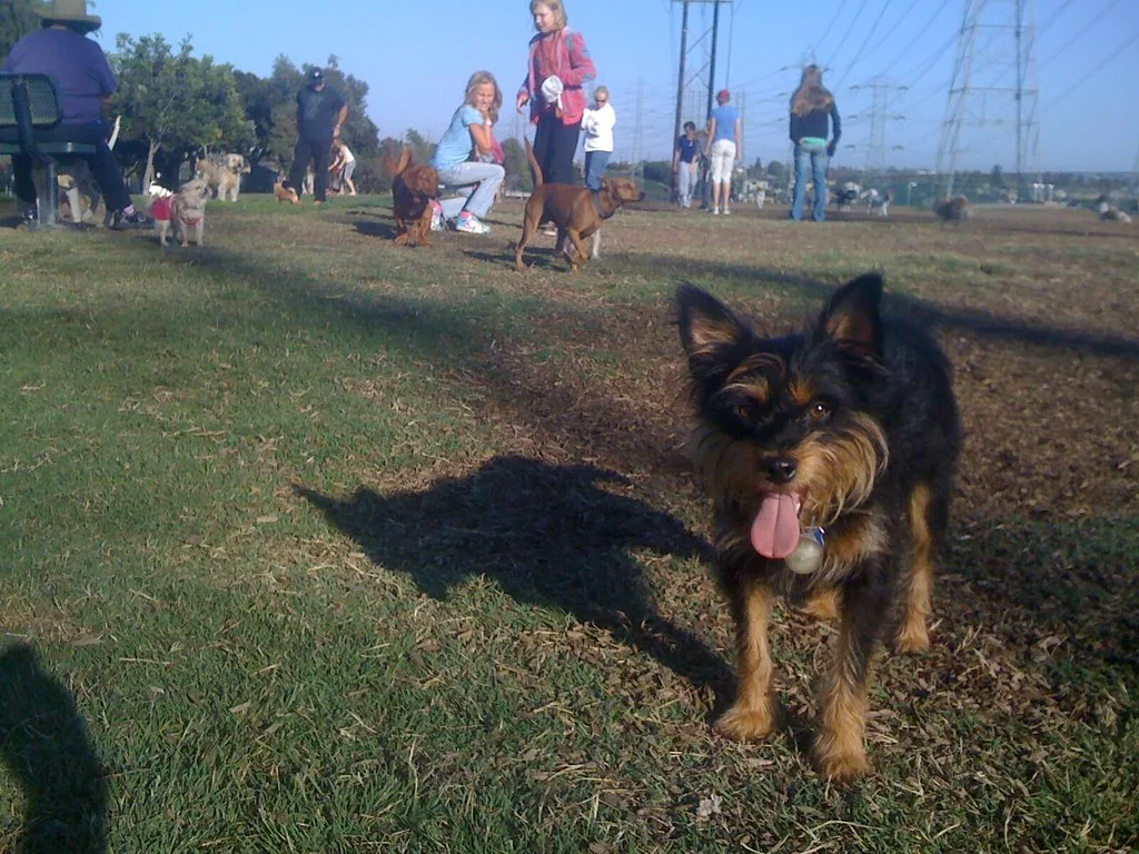 Redondo Beach Dog Park in Redondo Beach, CA