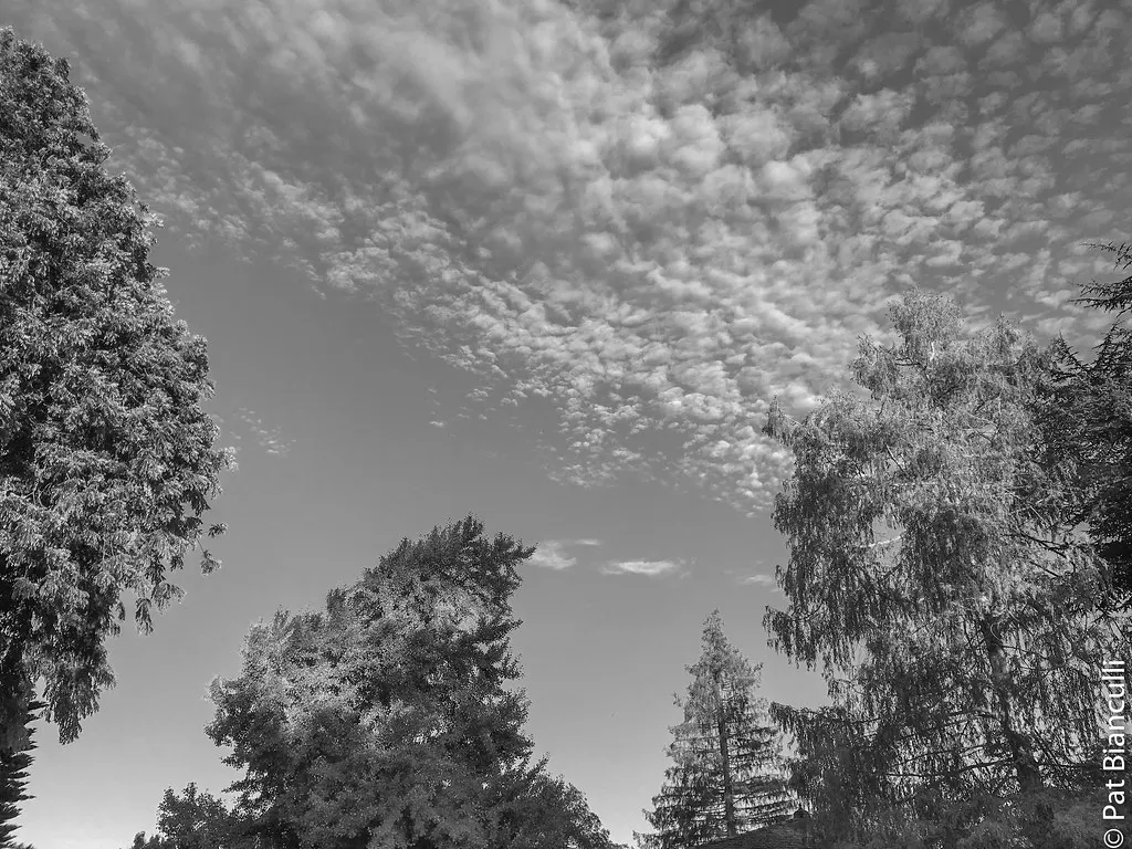 Rinconada Park — Palo Alto, CA