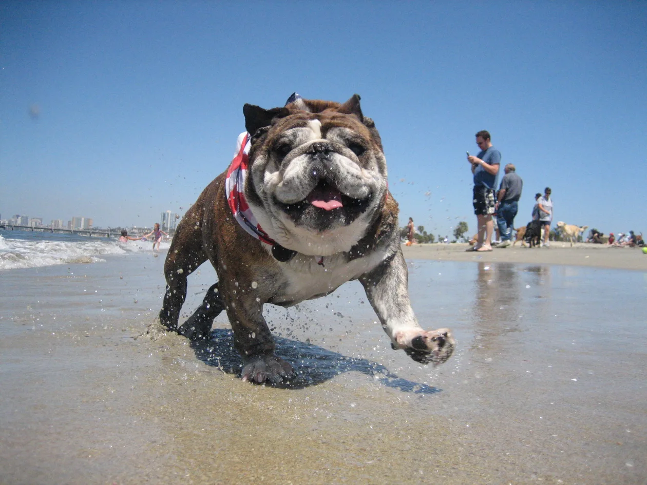 Rosie's Dog Beach in Long Beach, CA
