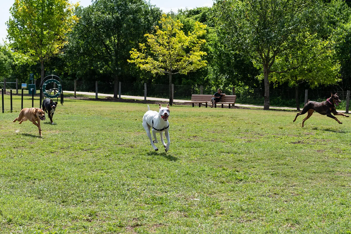 Round Rock Dog Depot — Round Rock, TX