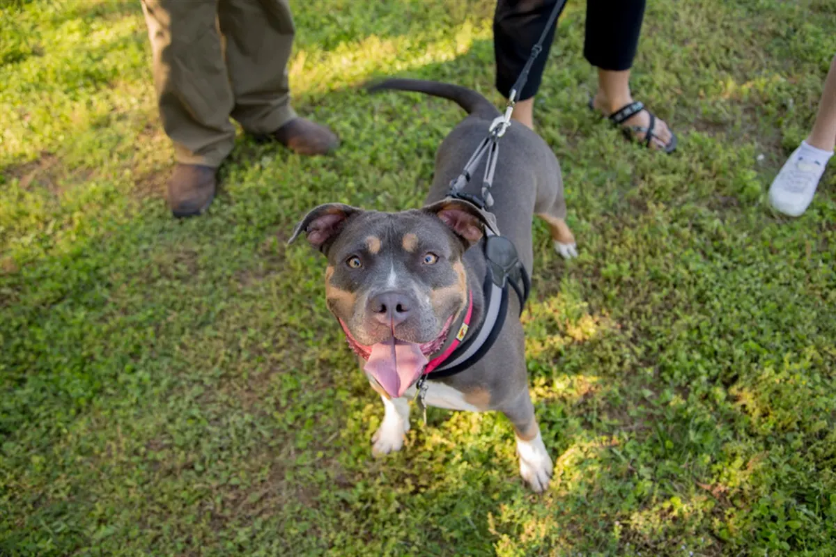 Rush Creek Dog Park — Arlington, TX