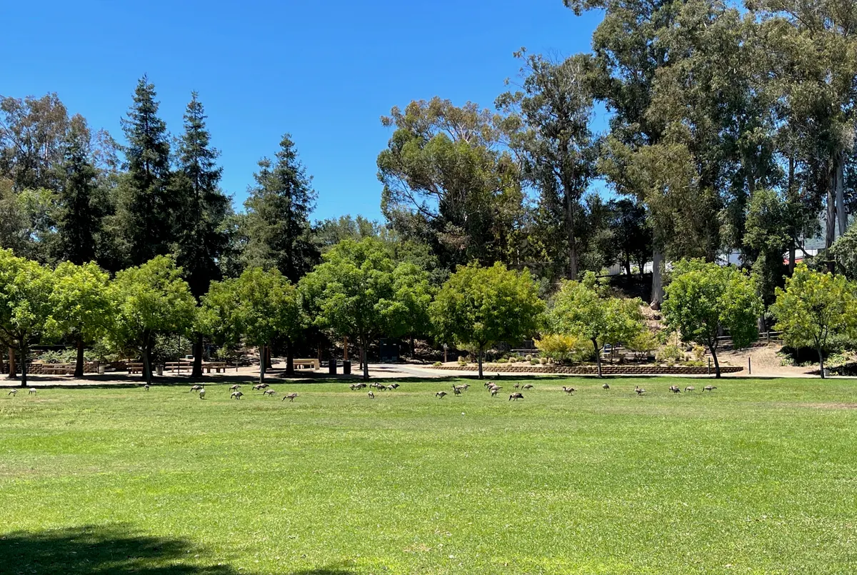 Vasona Lake County Park with geese — Los Gatos, CA